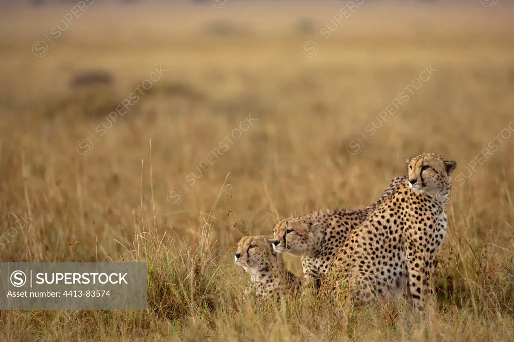 Cheetahs in the savannah of Masai Mara Reserve Kenya