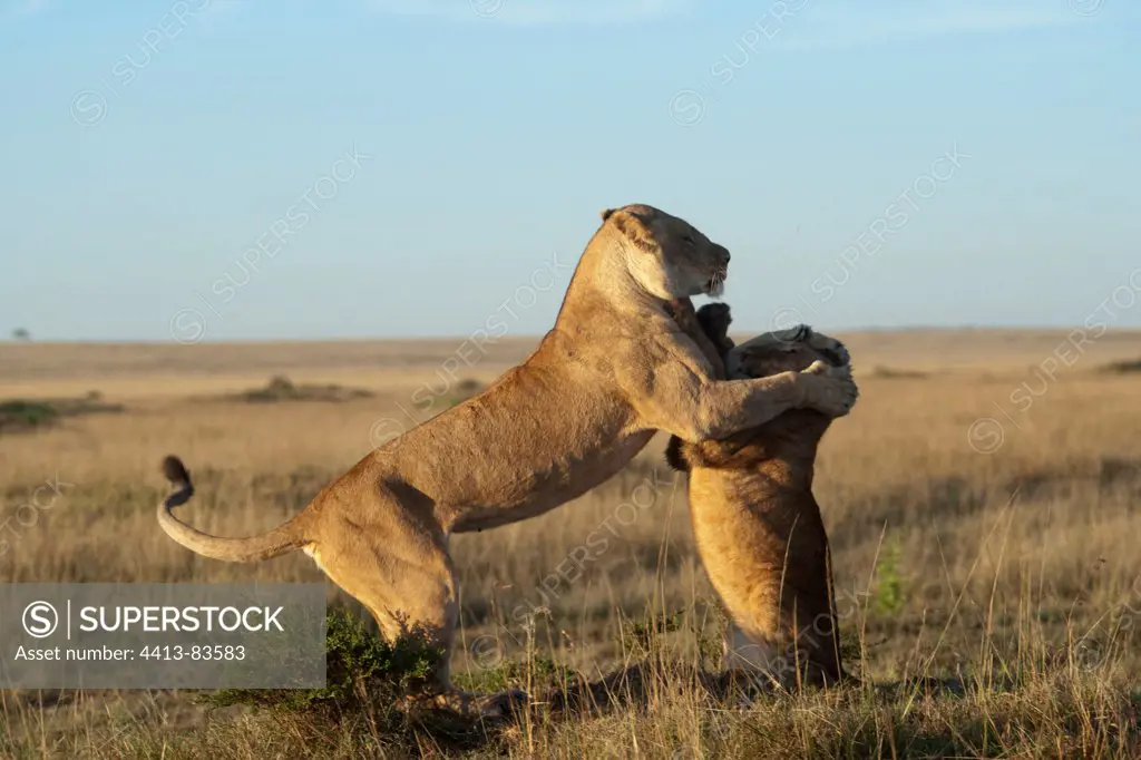 Lionesses playing in the grass Masai Mara Kenya