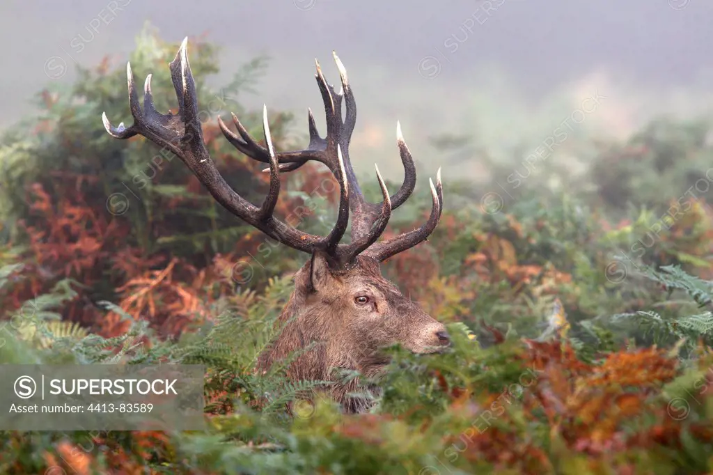 Male Red deer in the ferns Great Britain