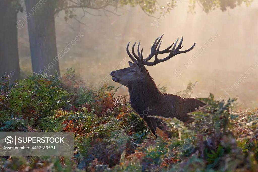 Male Red deer in the ferns Great Britain