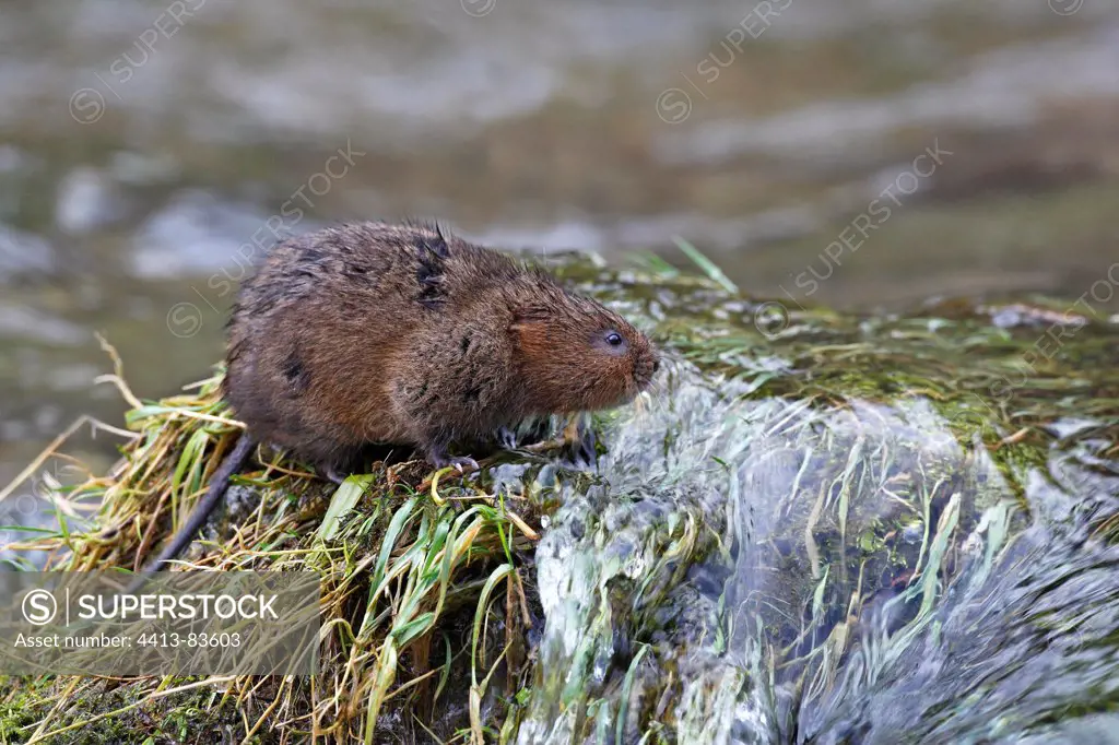 Water vole close to a river Great Britain