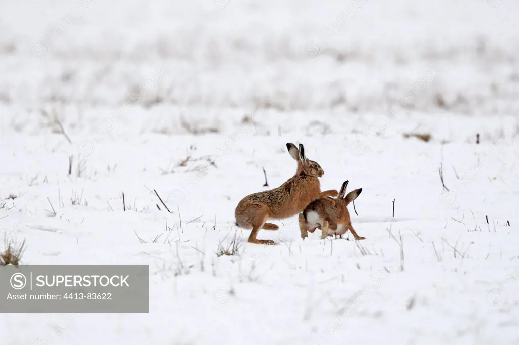 European hares playfighting in snow Great Britain