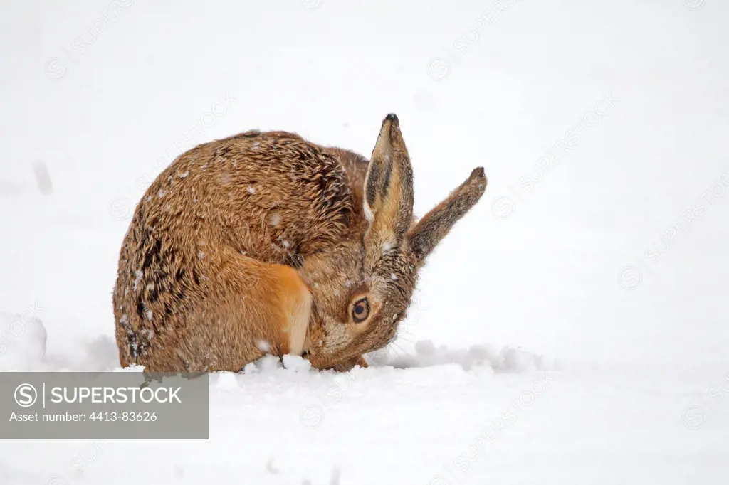 European hare in snow cleaning its feet Great Britain