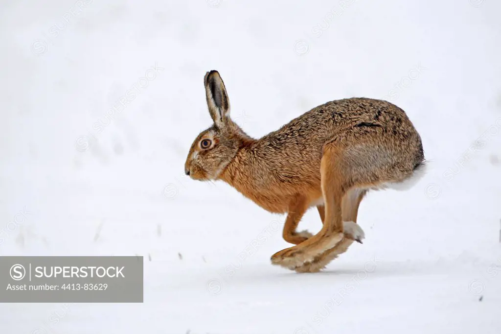 European hare running in a snowy meadow Great Britain