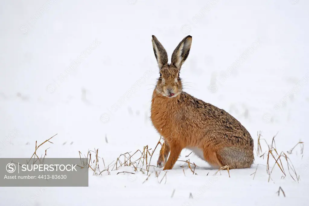 European hare sitting in a snowy meadow Great Britain