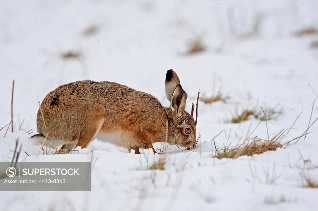 European hare looking for food in snow Great Britain