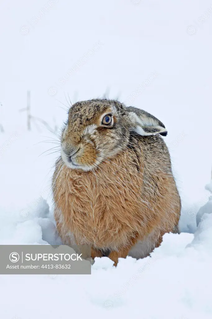 European hare sitting in snow Great Britain