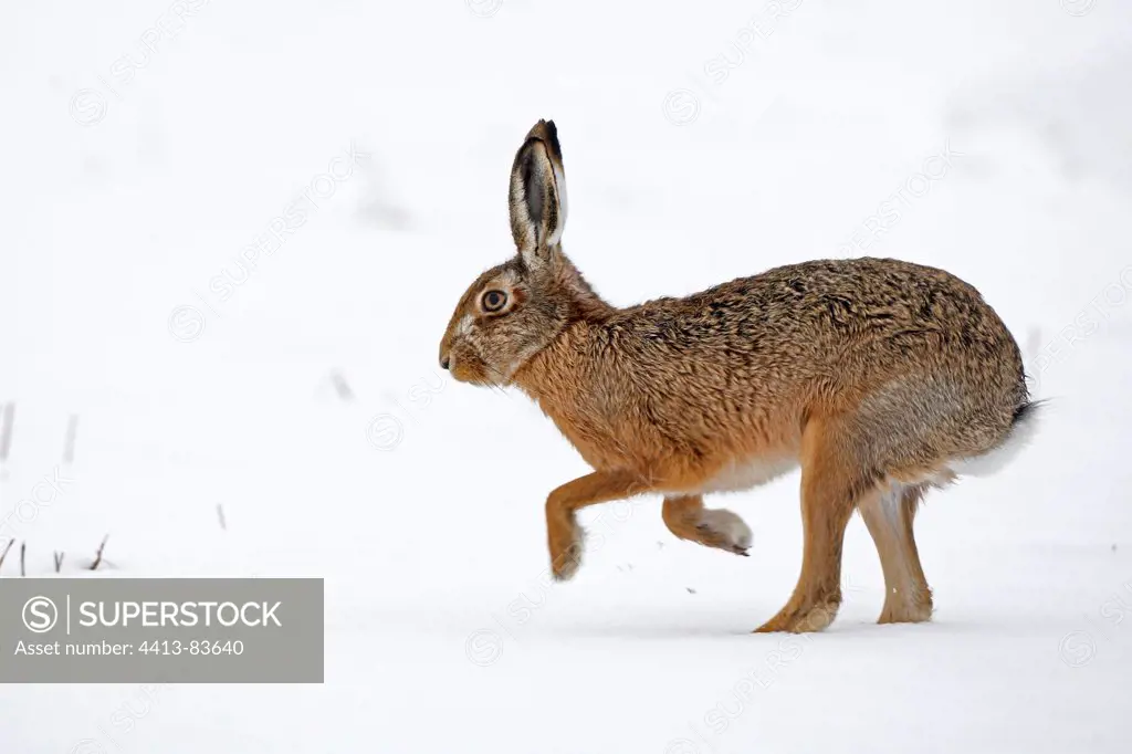 European hare running in snow Great Britain