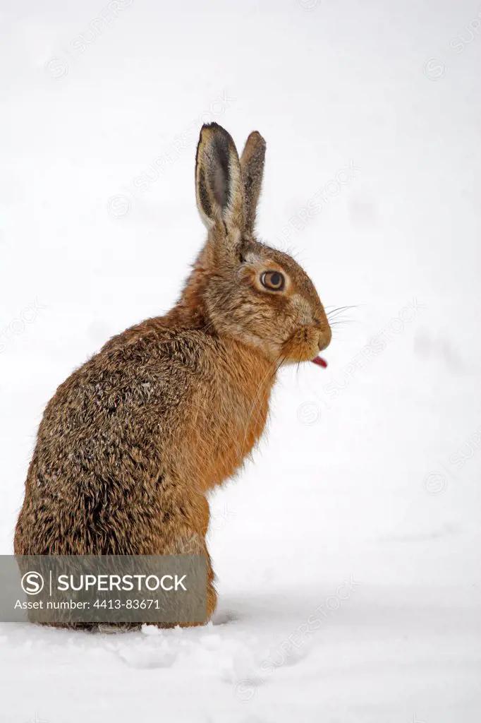 European hare putting out its tongue Great Britain