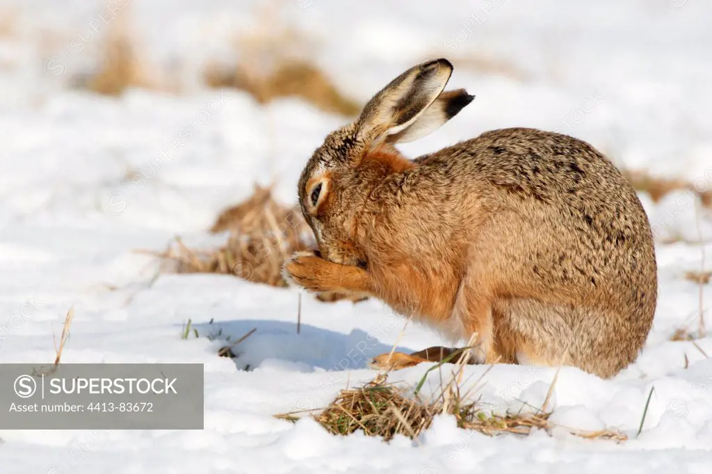 European hare in snow cleaning itself Great Britain