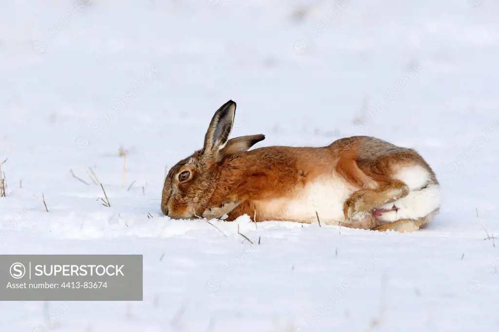 European hare rolling in snow Great Britain