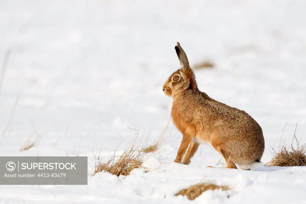 European hare standing in snow Great Britain