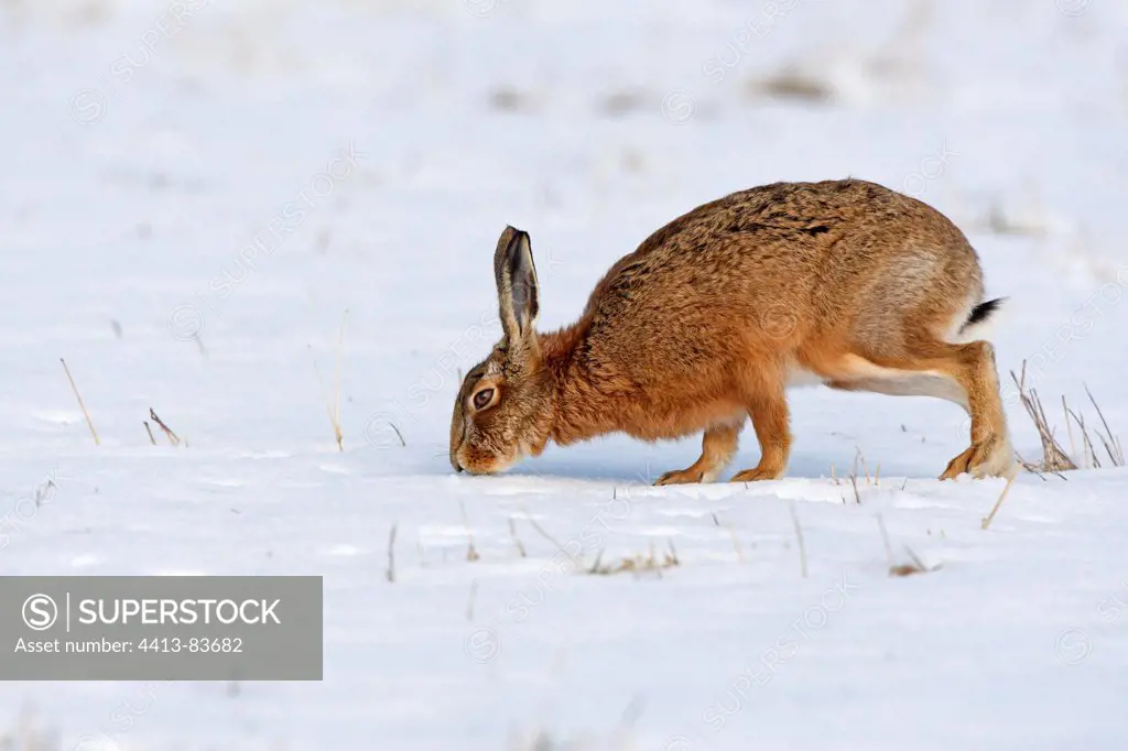 European hare smelling the snow Great Britain