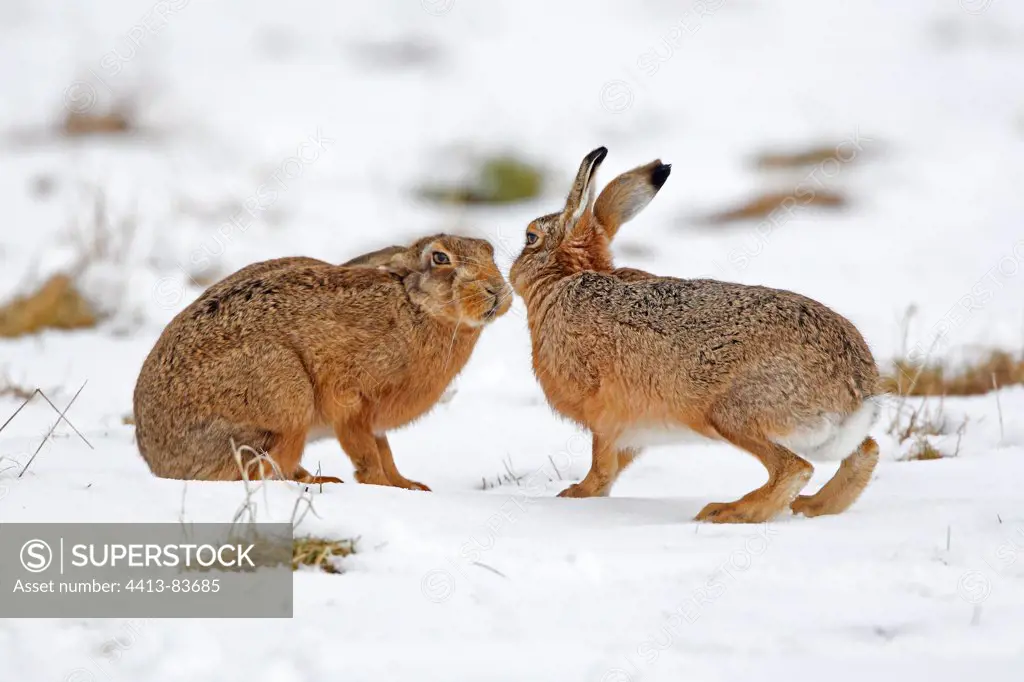 Two European hares face to face in the snow Great Britain