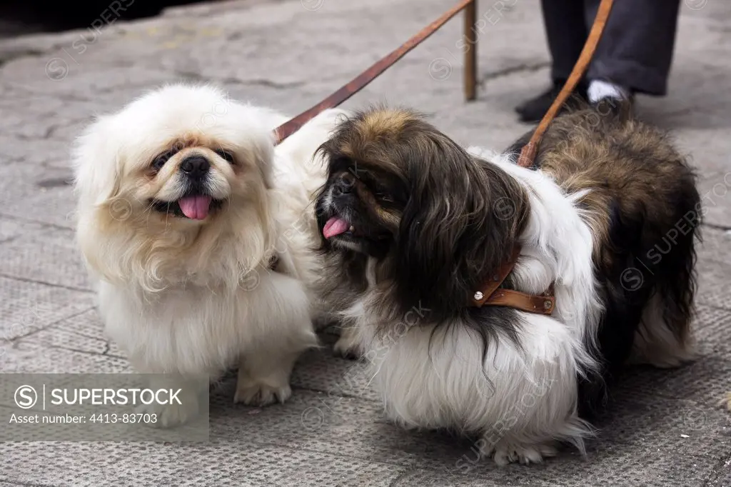 Pekinese Dogs kept with a leash Quito Ecuador
