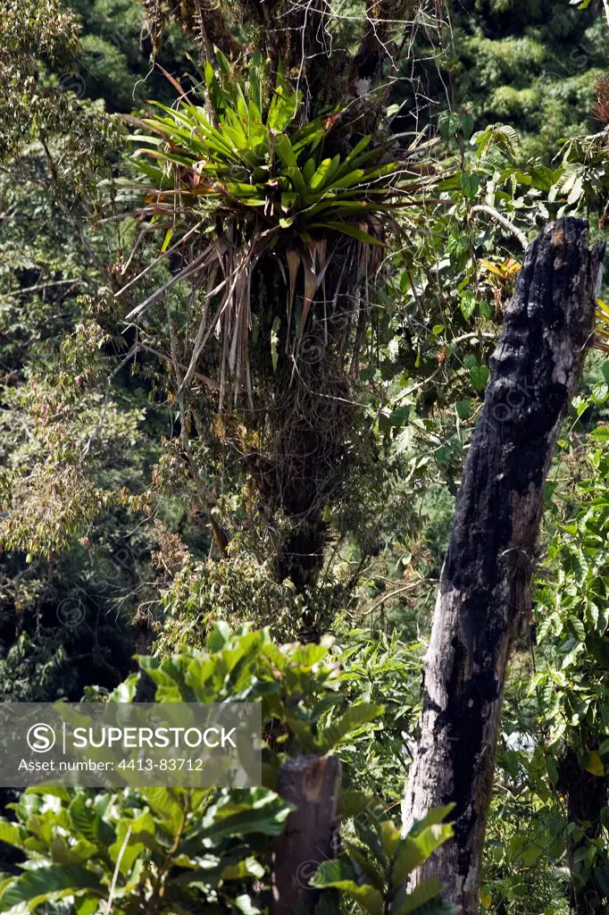 Epiphytic plant growing on a tree trunk Ecuador