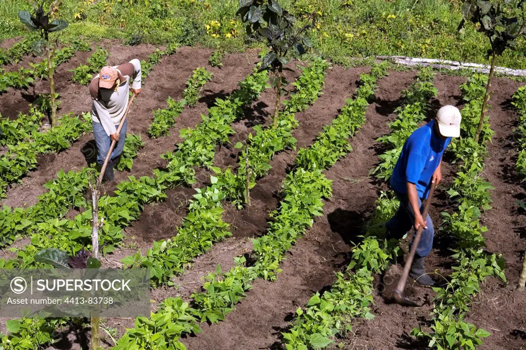 Farmers weeding a plantation of Beans Ecuador