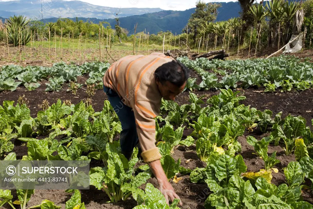 Farmer weeding a plantation of Swiss Chard Ecuador