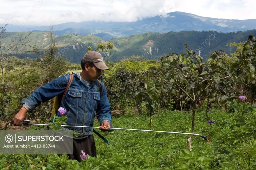 Farmer spreading insecticide on its Beans Ecuador