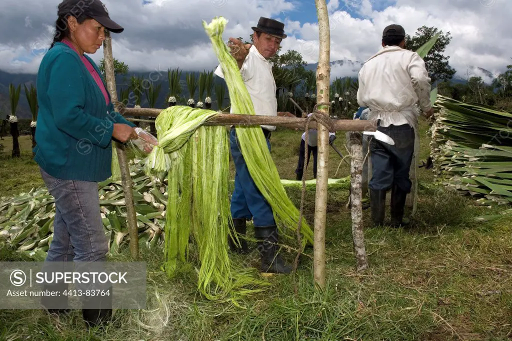 Linking Agave sisal fibers after their extraction Ecuador
