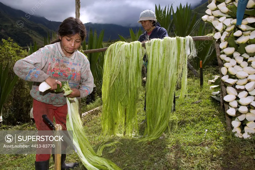 Preparation of Agave fibers Ecuador