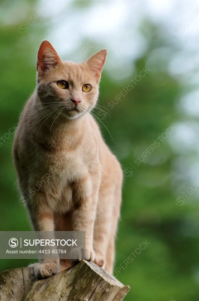 A male cat perched on a pole and observes France