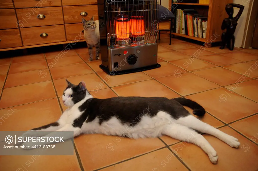 Cat European lolling near a heater France