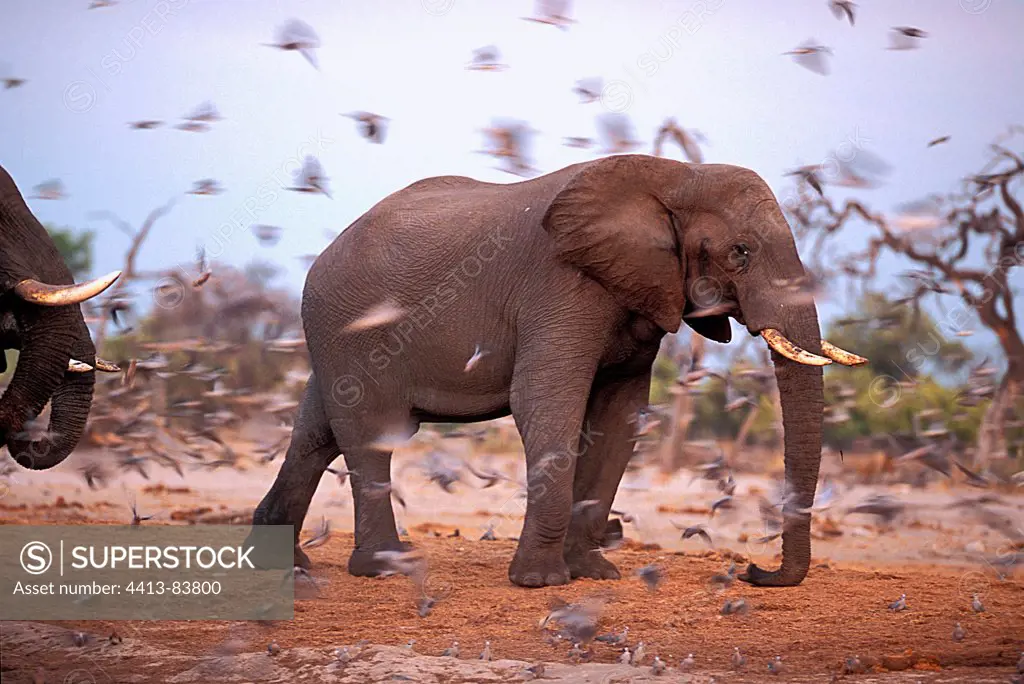 African Elephants and Doves at the water point Botswana