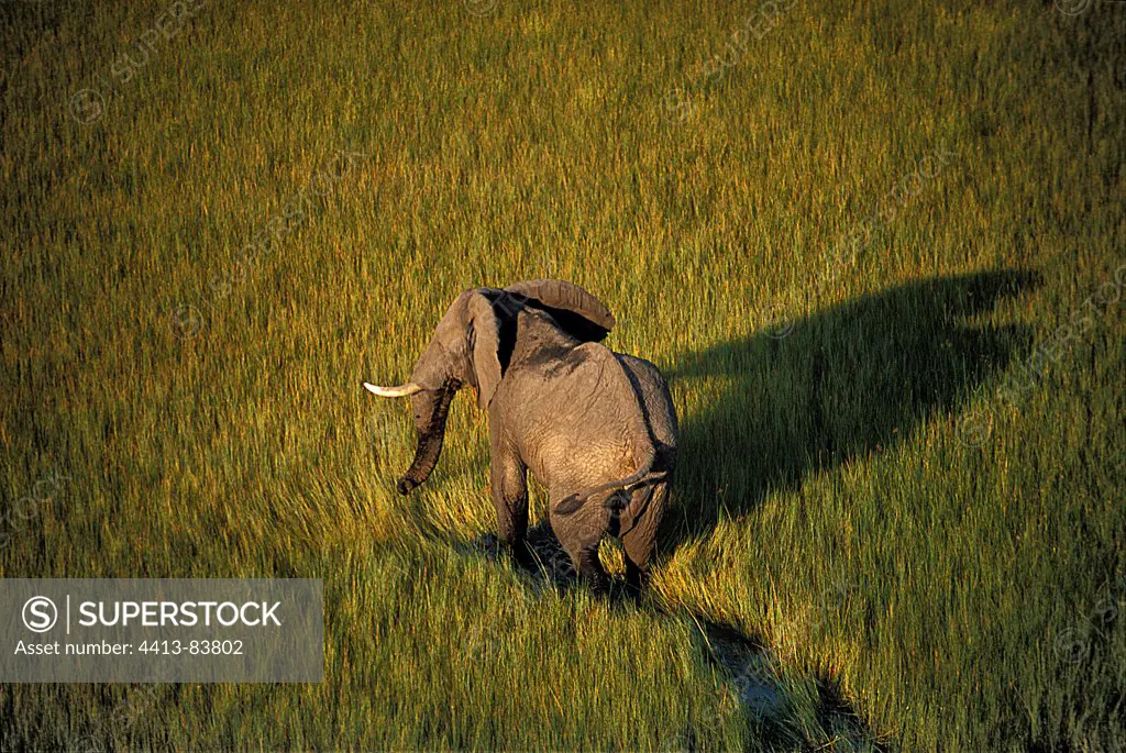 African elephant walking in swamps Botswana