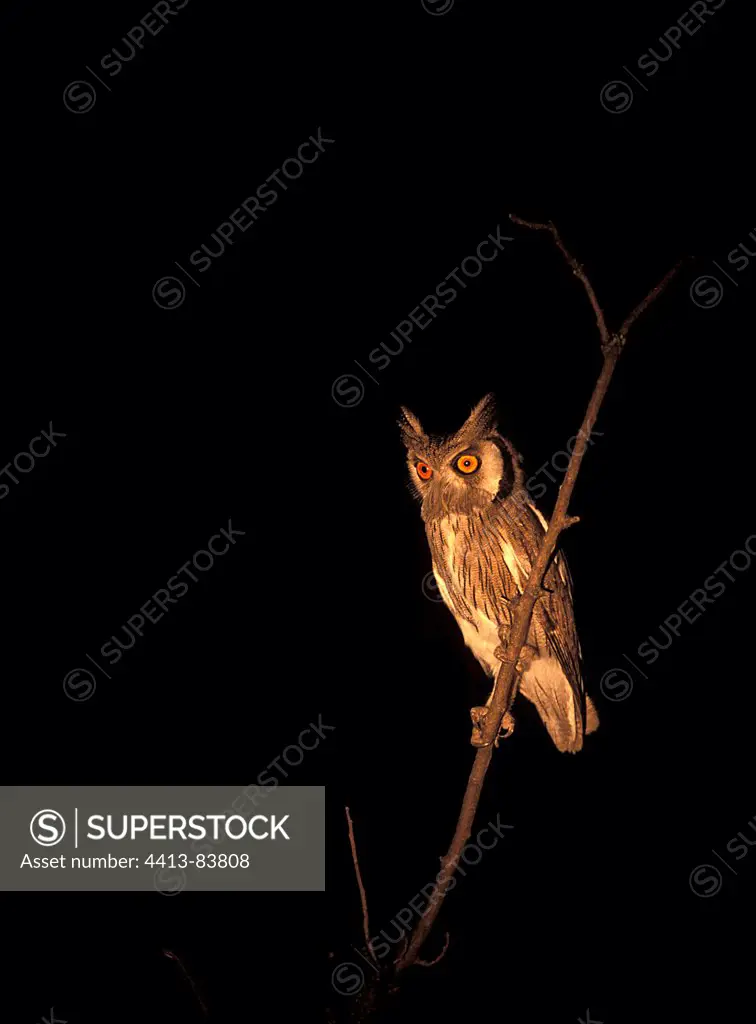 White-faced Scops-Owl on a branch at night Botswana