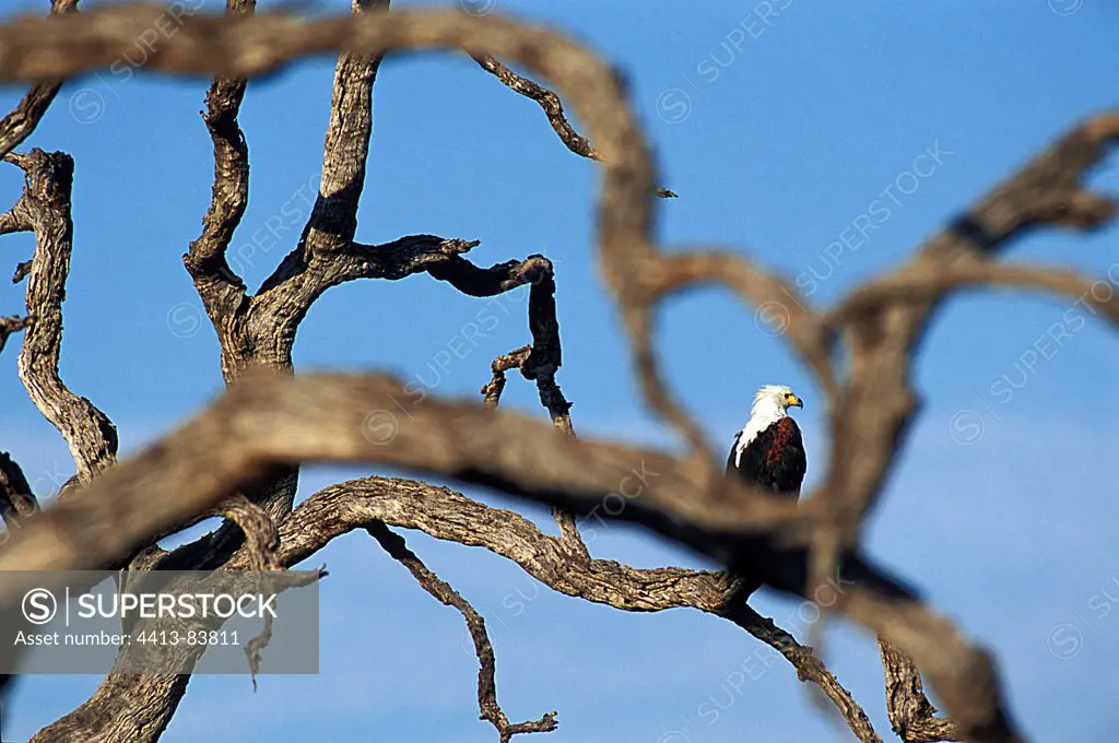 African fish eagle on a branch Botswana