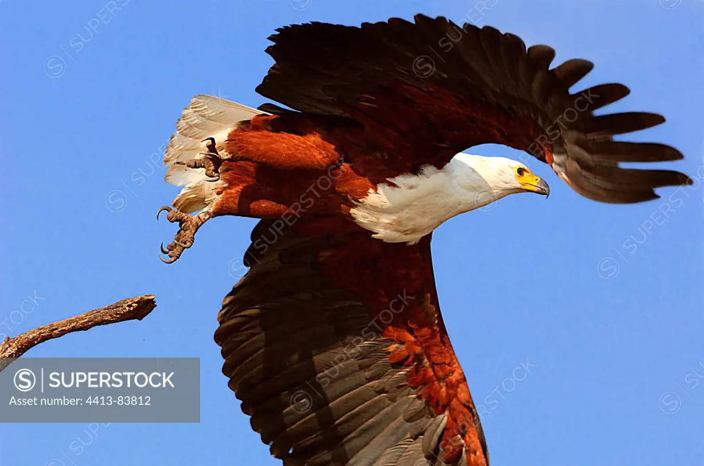 African Fish-eagle flying Okavango Delta Botswana