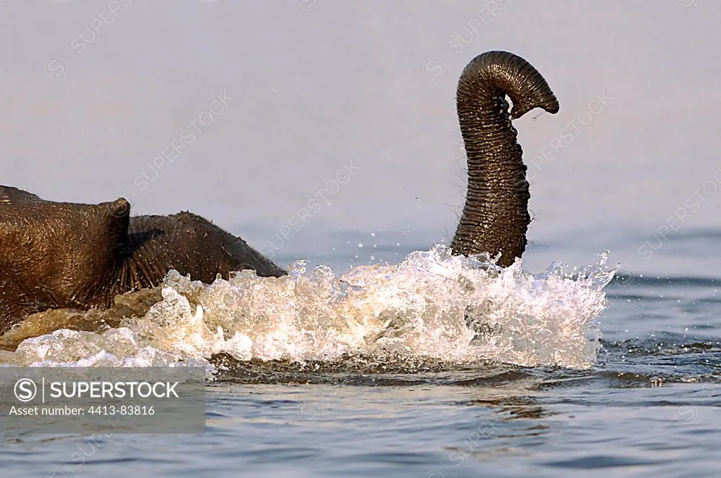 African elephant trunk out of the water Botswana