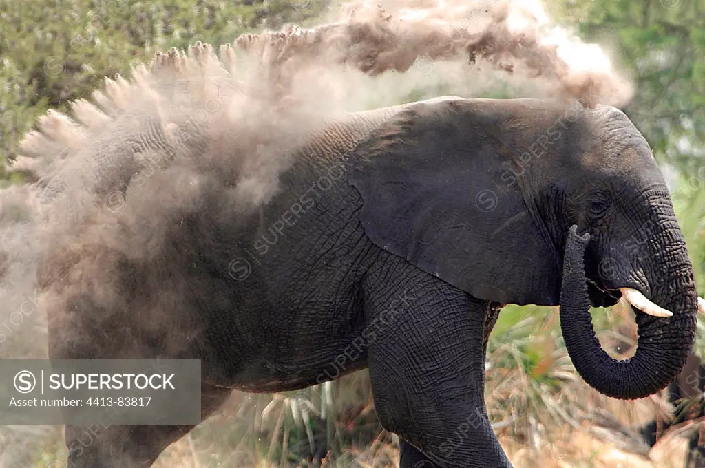 African elephant taking a dust bath Botswana