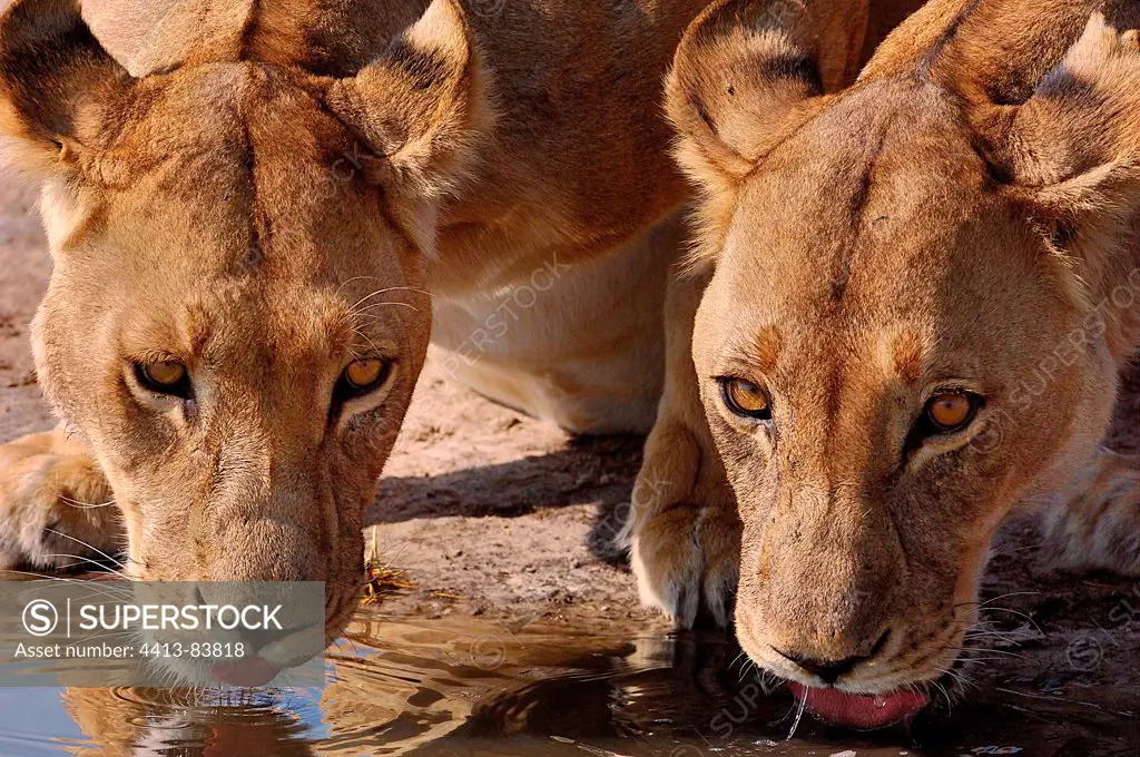 Lionesses drinking face Botswana