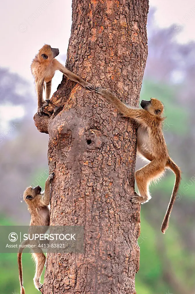 Young Yellow Baboons playing on a trunk Botswana