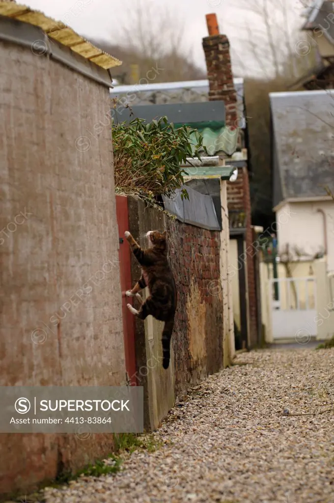 Cat jumping over a gate in an alley Yport France