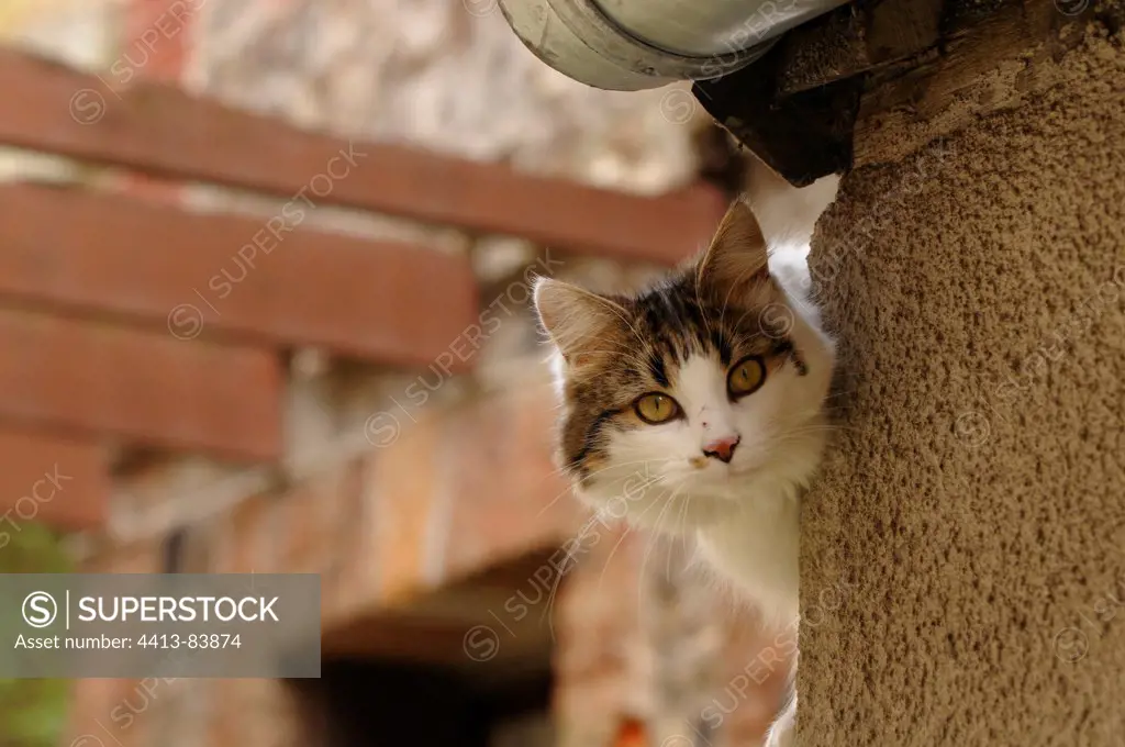 A she-cat observes behind a wall of house Yport France