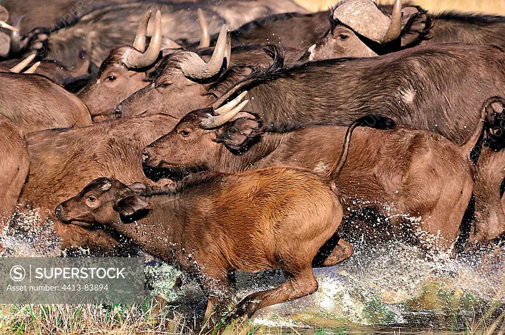 Savanna buffaloes running in water Botswana
