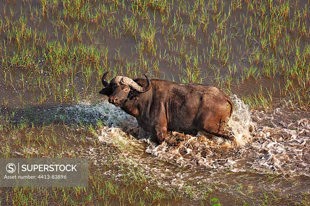 Savanna buffalo in the water of the Okavango Delta Botswana
