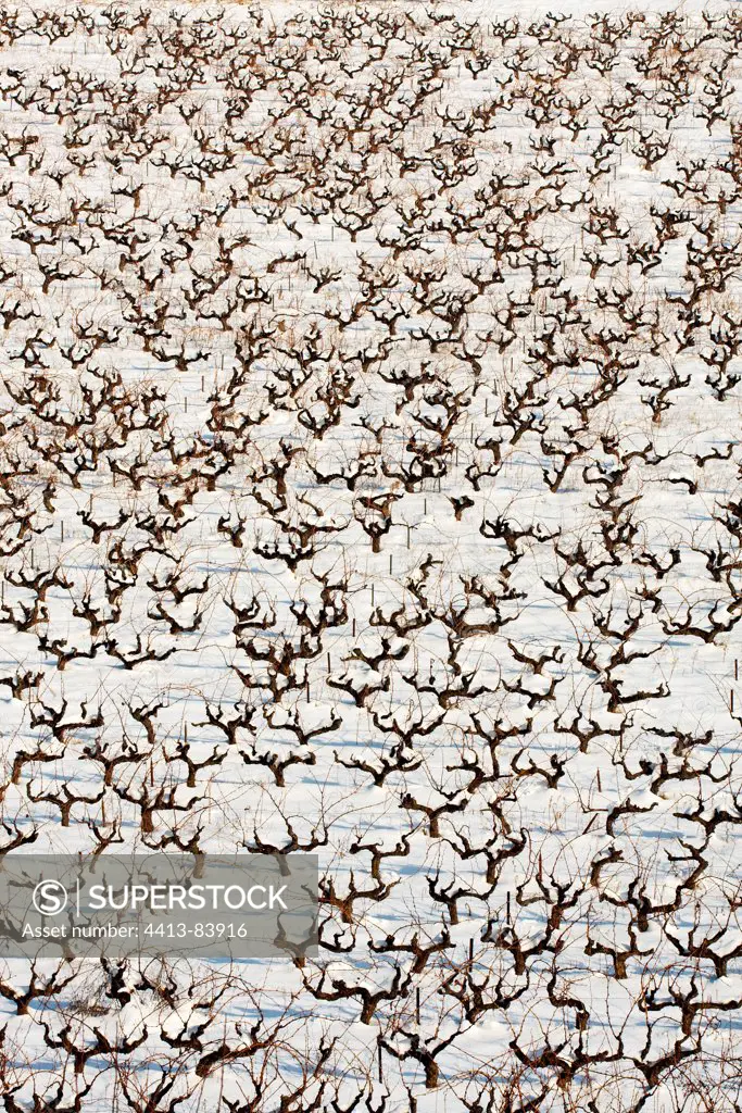 The vineyards of the Luberon in snow France