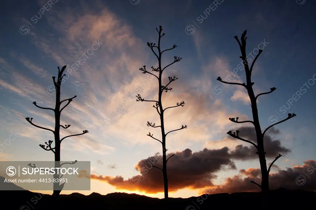 Inflorescences dry Agaves NP Cabo de Gata-Nijar