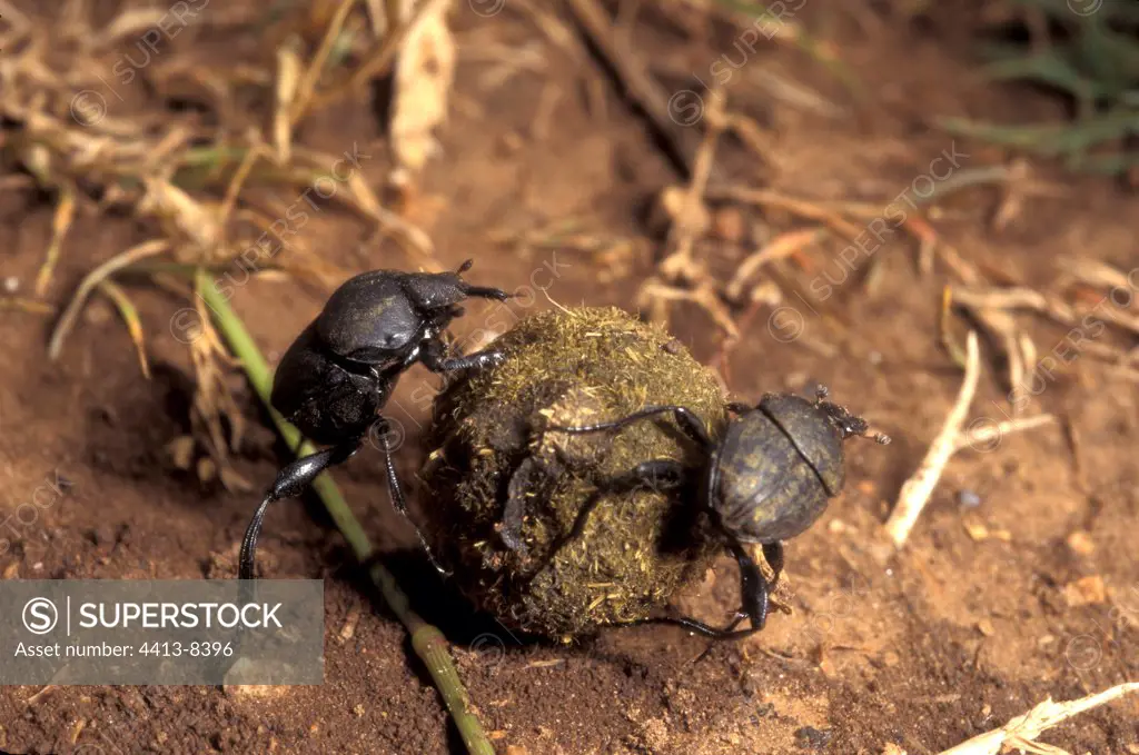 Pair of Scarab beetles pushing an earth bowl France