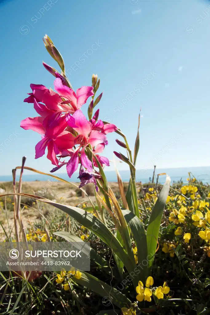 Wild Gladiolus in PN Cabo de Gata-Nijar Spain