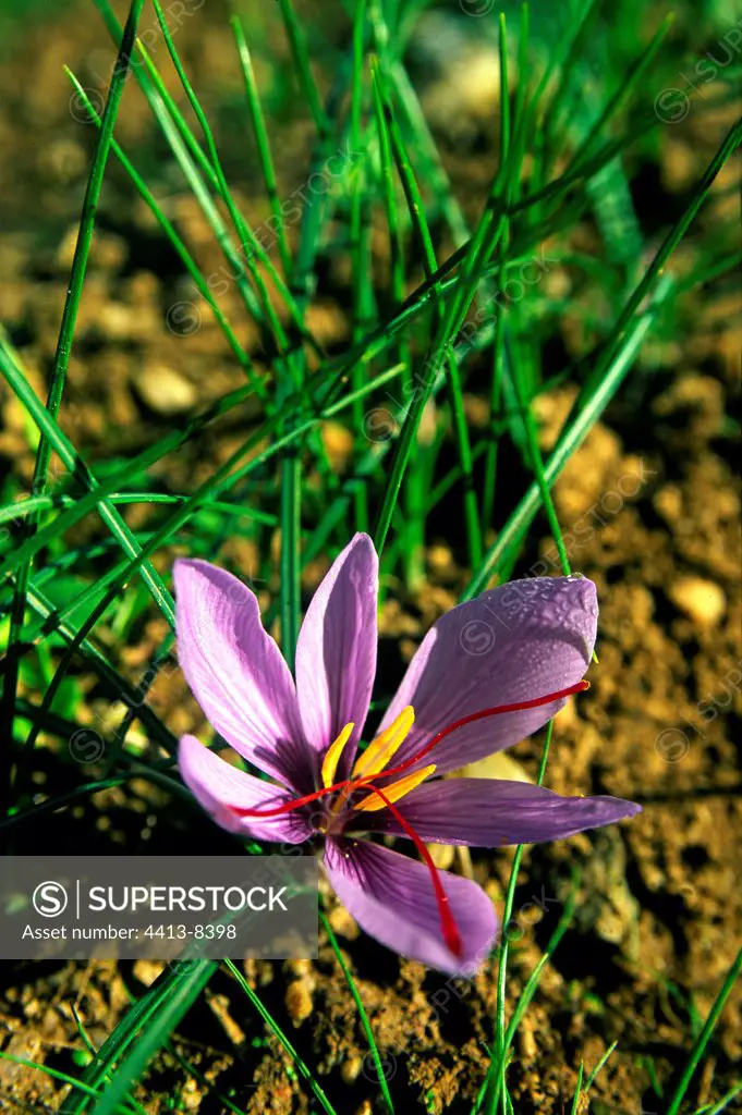 Flower of Saffron in a field Quercy France
