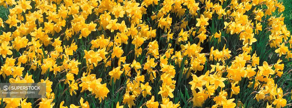 Daffodil massif Picardie France