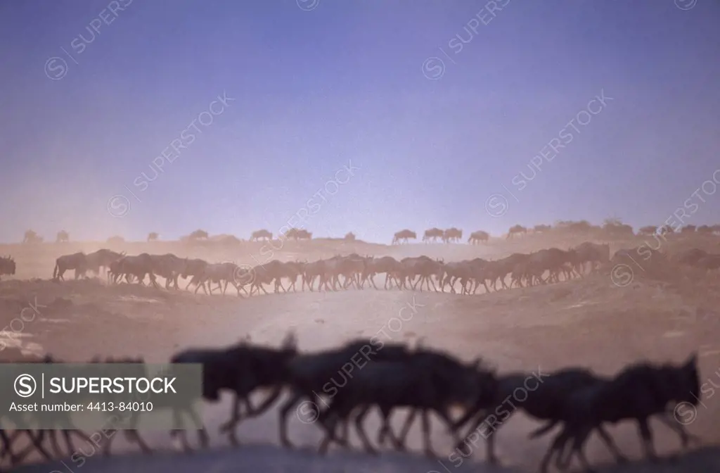 Migrating Wildebeests Serengeti Tanzania