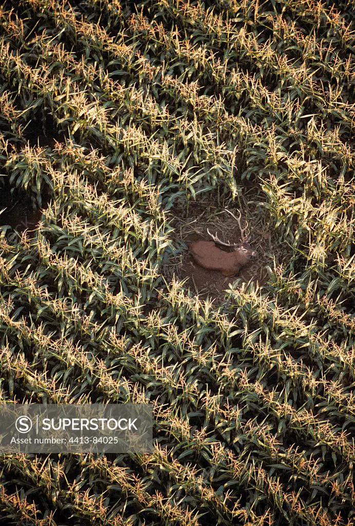 Deer at rest in a cornfield Picardie France