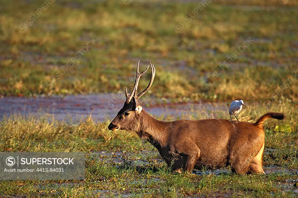 Sambar deer and egrets in the marshes Ranthambore India