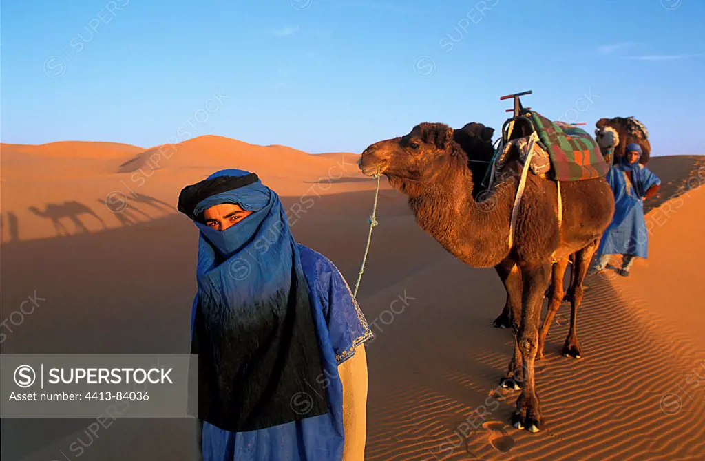 Camel and Dromedaries Sahara Dunes Merzouga Morocco